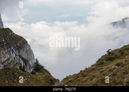 Bouquetin des Alpes (Capra ibex) se reposant dans l'herbe, dans son environnement naturel, sur grande distance, au-dessus des nuages, de grande montagne. Banque D'Images