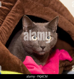 chat dans un lit de chat Banque D'Images