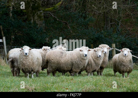 moutons Romney Banque D'Images