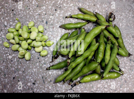 La fève, ou fève Vicia faba, Fabaceae, herbe cultivée, 1-4 paires de folioles, fleurs blanches et turgescents gousses cylindriques Banque D'Images