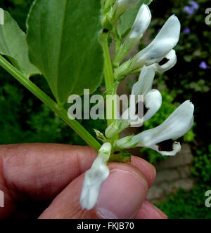 La fève, ou fève Vicia faba, Fabaceae, herbe cultivée, 1-4 paires de folioles, fleurs blanches et turgescents gousses cylindriques Banque D'Images