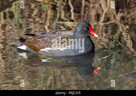 La Gallinule poule-d'eau (Gallinula chloropus) Banque D'Images