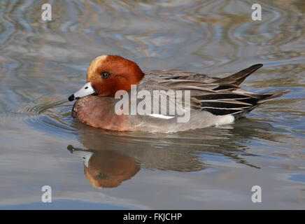 Canard d'Europe (Anas penelope/mareca penelope) Banque D'Images