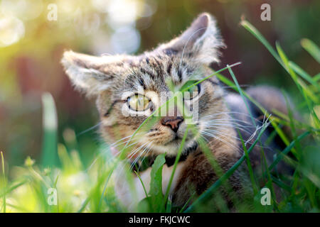 Chat jouant dans l'herbe pendant l'heure d'or. À la recherche comme c'est la chasse. L'herbe pousse Banque D'Images