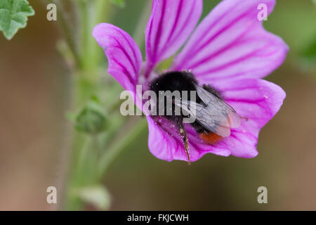 Une politique commune de Carder bee (Bombus pascuorum) pollinisent une fleur pourpre lors de la recherche de nectar. Angleterre, Royaume-Uni Banque D'Images