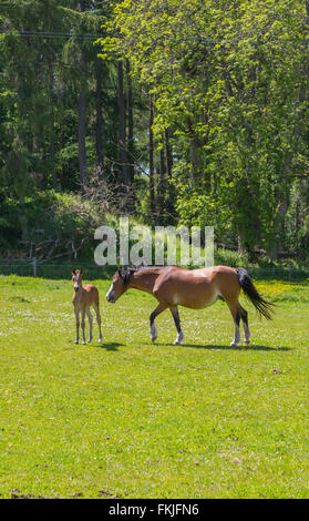 Cheval et c'est jeune poulain dans un champ en été Banque D'Images