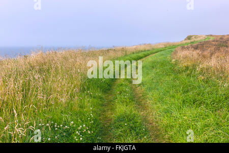 Sentier le long des falaises de Bempton avec vue sur la mer du Nord, hautes herbes, des voies et des fleurs sauvages sur un matin d'été. Banque D'Images