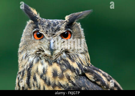 Grand-duc, Eifel, Allemagne, Europe / (Bubo bubo) Banque D'Images