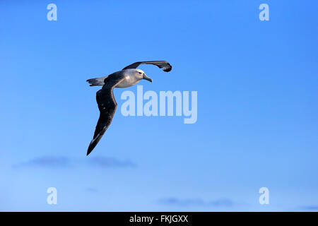 Albatros timide, Cap de la Bonne Espérance, Afrique du Sud, Afrique / (Thalassarche cauta) Banque D'Images