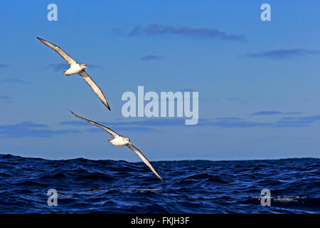 Albatros timide, Cap de la Bonne Espérance, Afrique du Sud, Afrique / (Thalassarche cauta) Banque D'Images