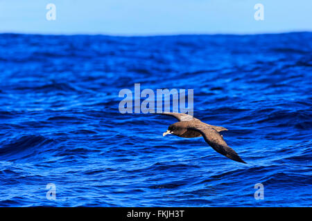 White-Chinned Petrel, Cap de la Bonne Espérance, Afrique du Sud, Afrique / (Procellaria aequinoctialis) Banque D'Images