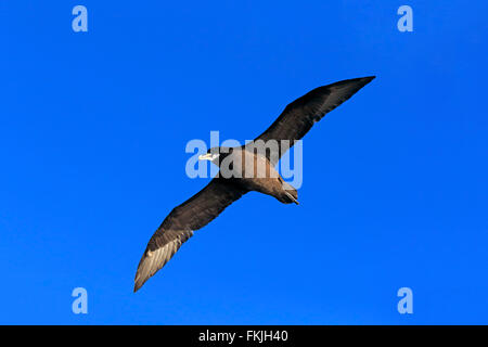 White-Chinned Petrel, Cap de la Bonne Espérance, Afrique du Sud, Afrique / (Procellaria aequinoctialis) Banque D'Images