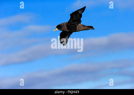 White-Chinned Petrel, Cap de la Bonne Espérance, Afrique du Sud, Afrique / (Procellaria aequinoctialis) Banque D'Images