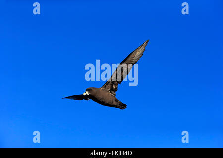 White-Chinned Petrel, Cap de la Bonne Espérance, Afrique du Sud, Afrique / (Procellaria aequinoctialis) Banque D'Images