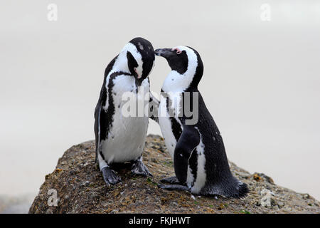 Jackass Penguin, manchot, adult couple on rock, Boulders Beach, Simonstown, Western Cape, Afrique du Sud, Afrique / Banque D'Images