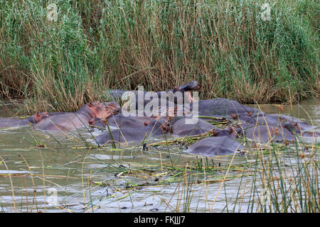 Hippopotame, groupe d'adultes dans l'eau, Saint Lucia Estuary, zone humide d'Isimangaliso, Kwazulu Natal, Afrique du Sud, Afrique / Banque D'Images