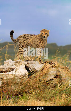 Le guépard, subadulte alerte, Western Cape, Afrique du Sud, Afrique / (Acinonyx jubatus) Banque D'Images