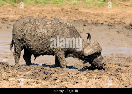 D'Afrique, des profils dans l'eau, parc national Kruger, Afrique du Sud, d'Afrique (Syncerus caffer) / Banque D'Images