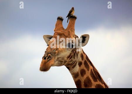 Cape Girafe, portrait adultes avec bec rouge Oxpecker Nationalpark, Kruger, Afrique du Sud, Afrique / (Giraffa camelopardalis Banque D'Images