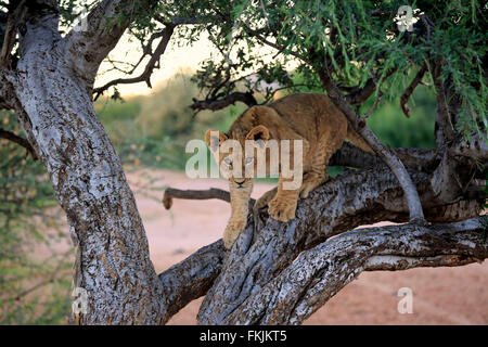 Le lion, le jeune quatre mois en arbre, Kuruman, Kalahari, Northern Cape, Afrique du Sud, Afrique / (Panthera leo) Banque D'Images