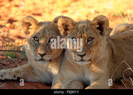 Lion, deux petits portrait de quatre mois, les frères et sœurs, Kuruman, Kalahari, Northern Cape, Afrique du Sud, Afrique / Banque D'Images