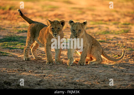 Lion, deux petits vieux de quatre mois, les frères et sœurs d'alerte, Kuruman, Kalahari, Northern Cape, Afrique du Sud, d'Afrique (Panthera / Banque D'Images