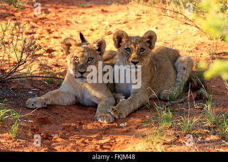 Lion, deux petits vieux de quatre mois, les frères et sœurs d'alerte, Kuruman, Kalahari, Northern Cape, Afrique du Sud, d'Afrique (Panthera / Banque D'Images