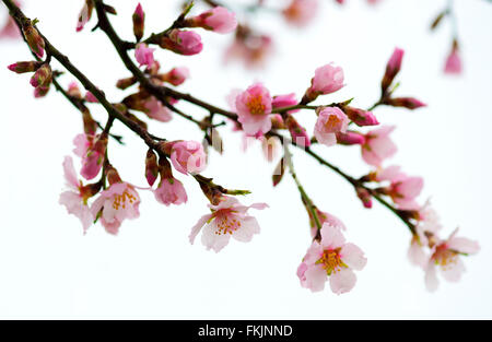 Branches fleuries au printemps, les fleurs roses, pas de feuilles, les fleurs d'Amandiers Banque D'Images