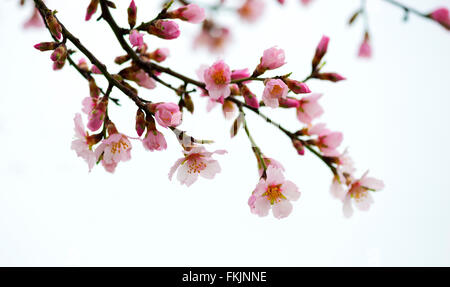 Branches fleuries au printemps, les fleurs roses, pas de feuilles, les fleurs d'Amandiers Banque D'Images