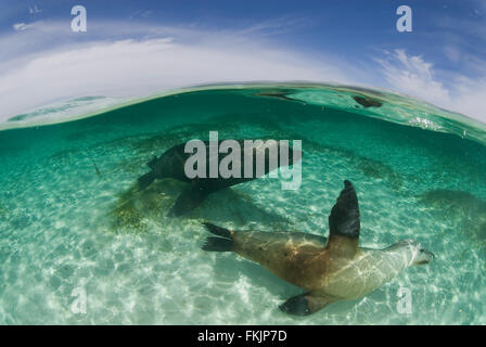 Les Lions de mer australiens (Neophoca cinerea) underwater Banque D'Images