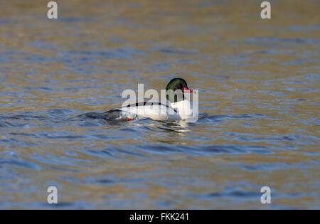 Harle bièvre mâle natation sur un lac. Banque D'Images