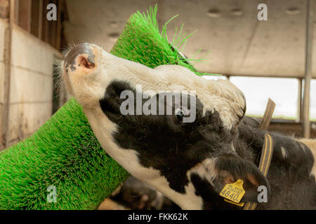 Vache de race Frisonne souffrant de démangeaisons dues à la perte de cheveux et de frotter son manteau contre une brosse rotative, Hollande méridionale, Pays-Bas. Banque D'Images