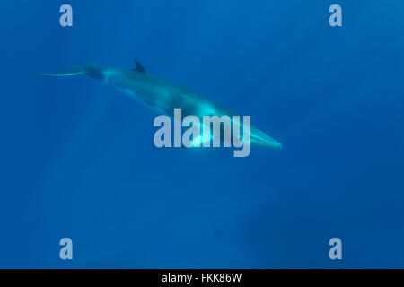 Petit rorqual nain (Balaenoptera acutorostrata) dans le bleu des eaux d'hivernage de la Grande Barrière de Corail. Banque D'Images