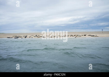 L'observation des phoques Point Blakeney, Norfolk Banque D'Images
