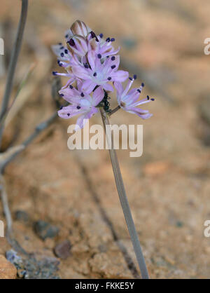 Automne - Squill Scilla autumnalis fleur sauvage avec Ant Banque D'Images