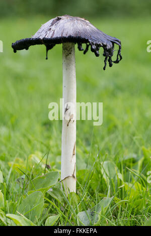 Shaggy (Cap d'encre ou Coprinus comatus champignons) champignon comestible Banque D'Images