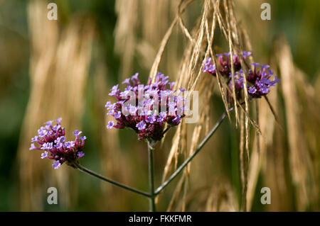 Verbena bonariensis avec Miscanthus nepalensis. Sir Harold Hillier Gardens. UK. Banque D'Images