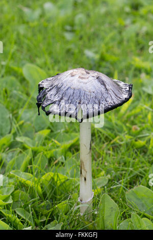 Shaggy (Cap d'encre ou Coprinus comatus champignons) champignon comestible Banque D'Images