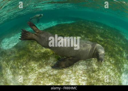 Les Lions de mer australiens (Neophoca cinerea) underwater Banque D'Images