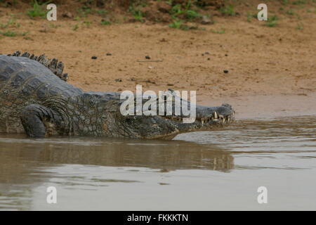 Un Caïman solitaire prête au bord d'un l'eau dans le milieux humides du Pantanal, Mato Grosso do Sul, Brésil Banque D'Images