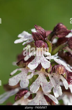 Orchidée : Orchis purpurea. Kent, Angleterre Banque D'Images