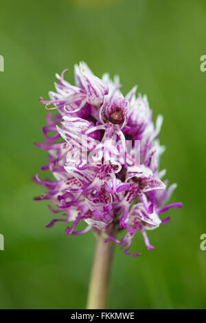 L'Orchidée singe : Orchis simia. Kent, Angleterre Banque D'Images