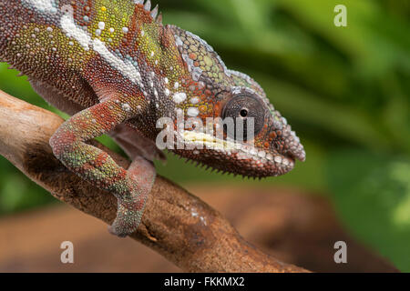 Caméléon panthère (Furcifer pardalis) contrôlés, studio Banque D'Images