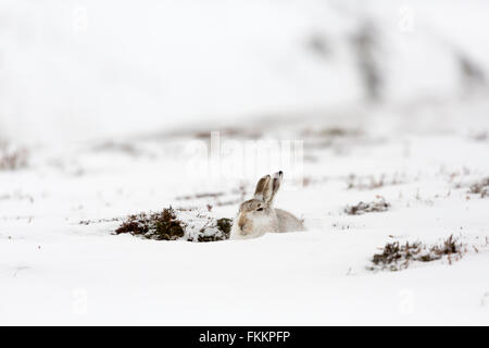 Lièvre dans la neige, la vallée de Findhorn, Inverness-Shire, Ecosse, mars 2016. Banque D'Images