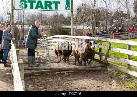 Course de moutons à Cannon Hall Farm, Cawthorne, Yorkshire UK Banque D'Images