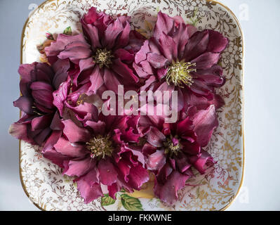 Fleurs de graines hellébores flottant dans une soucoupe d'eau pour décoration de table Banque D'Images