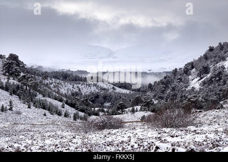 Le Glenmore Forest Park couvert de neige, dans les Highlands écossais de Cairngorms, UK. Banque D'Images