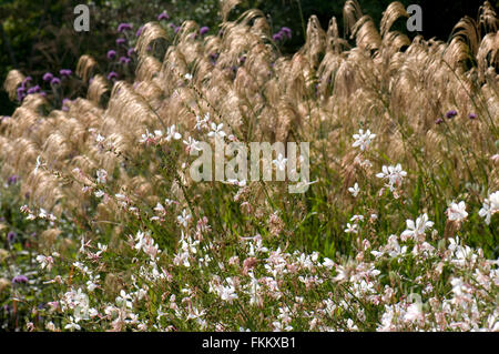 Gaura lindheimeri 'Whirling Butterflies' avec Miscanthus nepalensis. Sir Harold Hillier Gardens, Romsey, UK. Banque D'Images