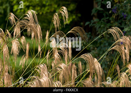 Miscanthus nepalensis. Sir Harold Hillier Gardens, au Royaume-Uni. Banque D'Images