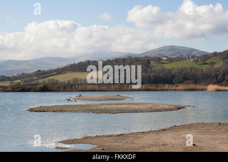 Vue sur le lac et les lits de roseaux de Conwy Réserve Naturelle RSPB North Wales United Kingdom Banque D'Images